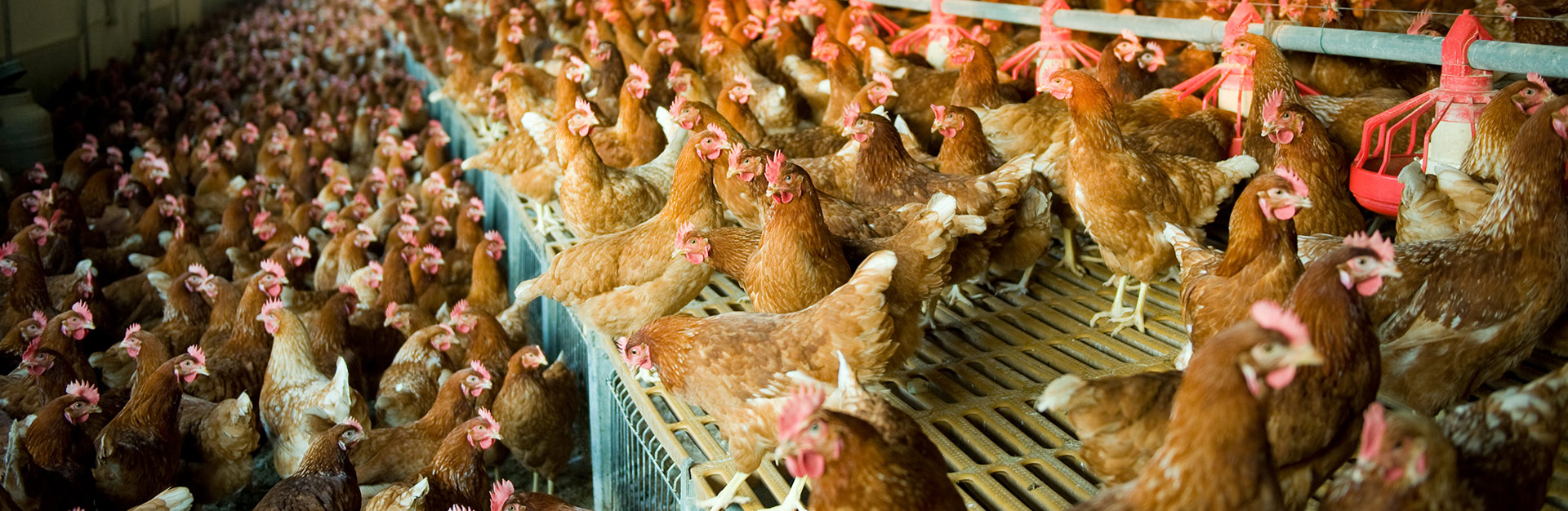 A flock of cage-free brown layers inside a chicken house