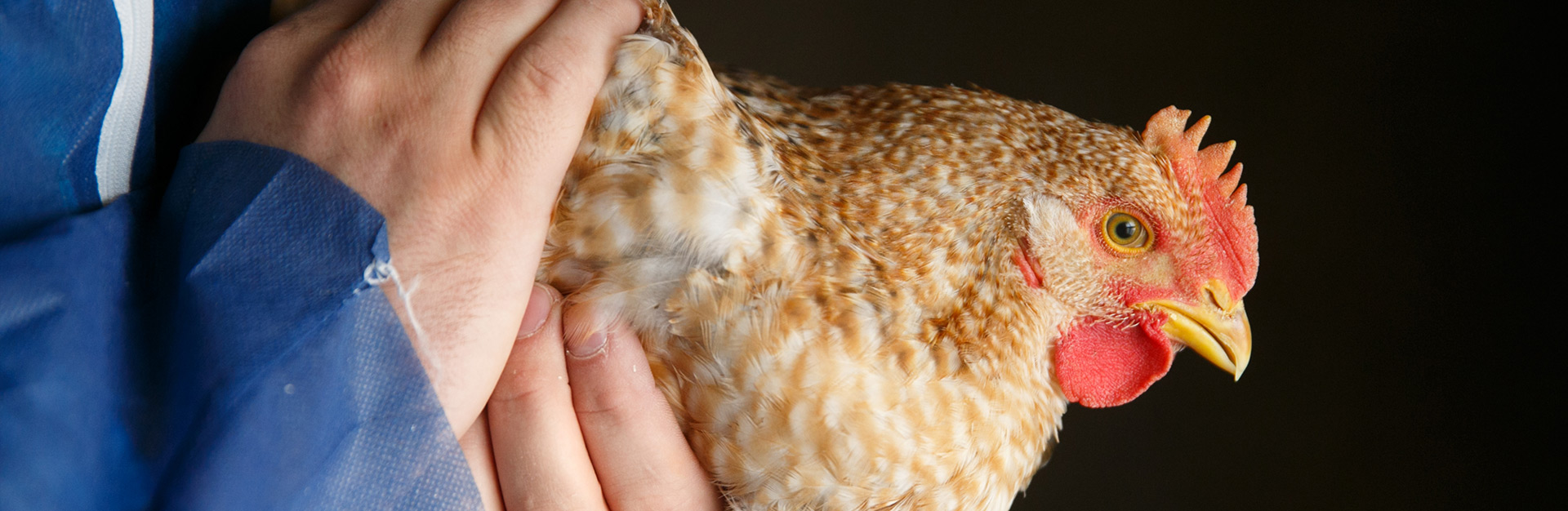 Worker holding a chicken