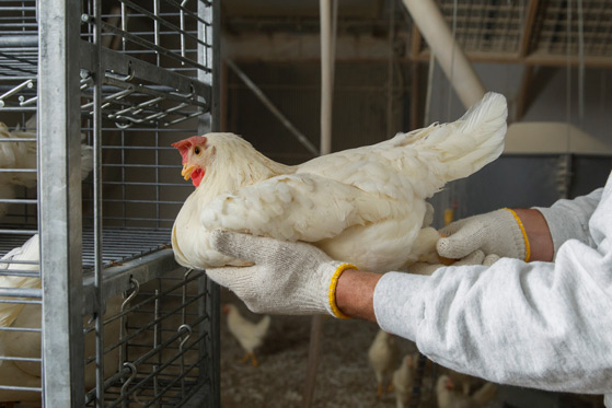 Poultry Technician wearing a biosecurity holding a chicken