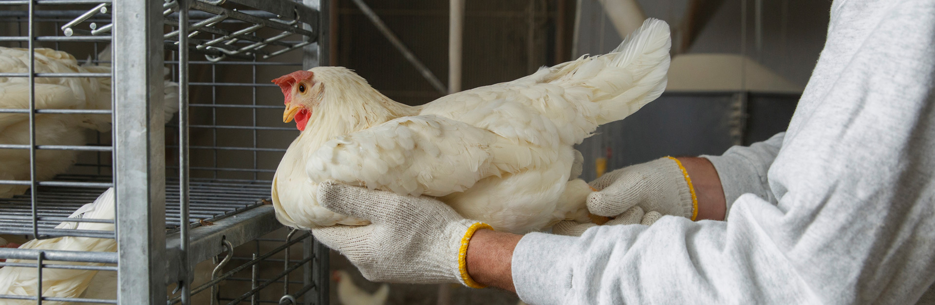 Poultry Technician inspecting feet of a chicken